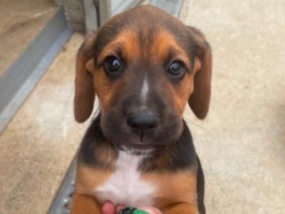 Beagle puppies in Tipperary