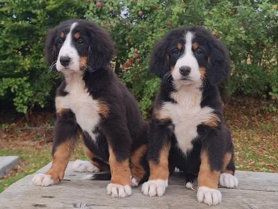 Bernese Mountain Dog puppies in Carlow  €1150