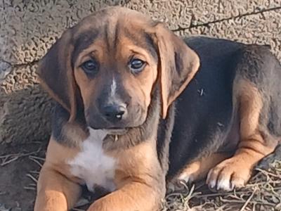 Beagle puppies in Tipperary