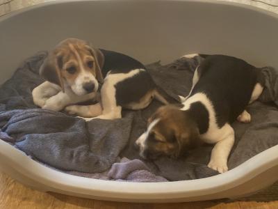Beagle puppies in Tipperary