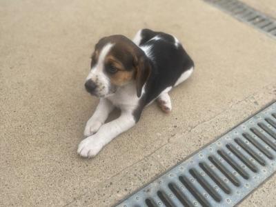 Beagle puppies in Tipperary