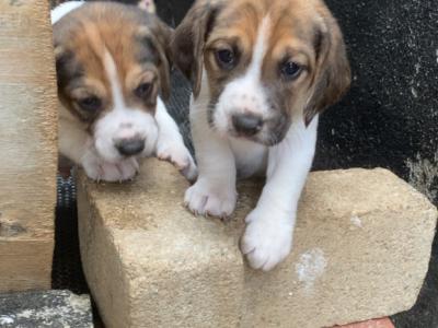 Puppies for sale in Tipperary