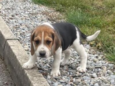 Beagle puppies in Tipperary