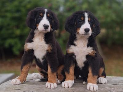 Bernese Mountain Dog puppies in Carlow  €1150