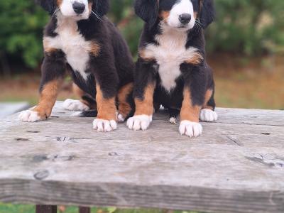 Bernese Mountain Dog puppies in Carlow  €1150