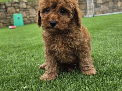Cute Cavapoo puppies in Limerick
