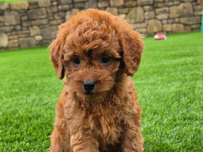 Cute Cavapoo puppies in Limerick