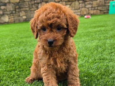 Cute Cavapoo puppies in Limerick