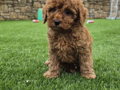 Cute Cavapoo puppies in Limerick