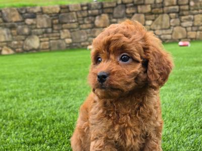 Cute Cavapoo puppies in Limerick