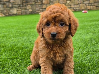 Cute Cavapoo puppies in Limerick
