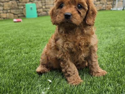 Cute Cavapoo puppies in Limerick