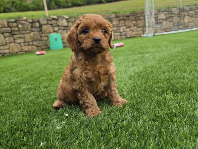 Cute Cavapoo puppies in Limerick