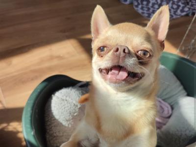 Two beautiful Chihuahuas dogs in Clare