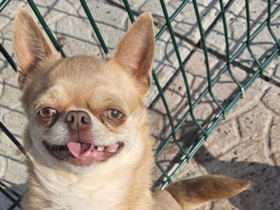 Two beautiful Chihuahuas dogs in Clare