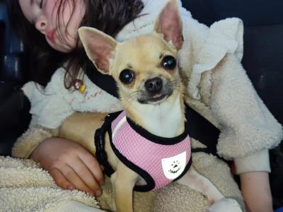 Two beautiful Chihuahuas dogs in Clare