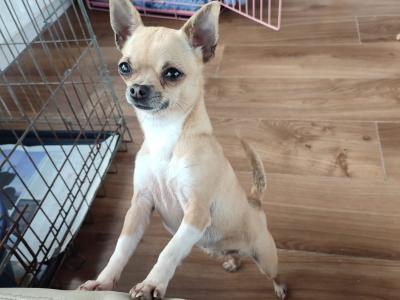 Two beautiful Chihuahuas dogs in Clare