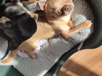 Two beautiful Chihuahuas dogs in Clare