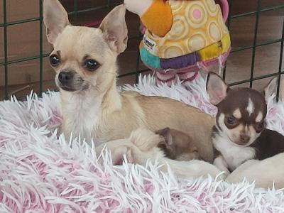 Two beautiful Chihuahuas dogs in Clare
