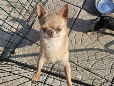 Two beautiful Chihuahuas dogs in Clare