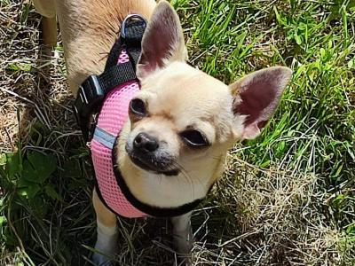 Two beautiful Chihuahua adult dogs in Clare