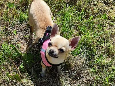 Two beautiful Chihuahuas dogs in Clare