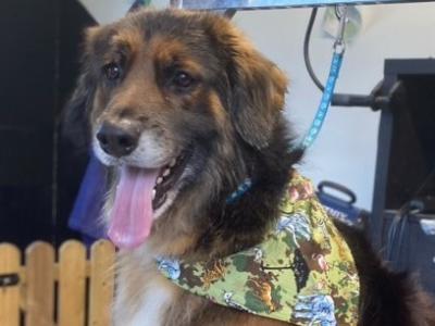 German Shepherd x Golden Retriever in Wexford