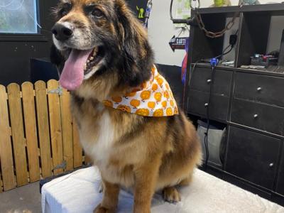 German Shepherd x Golden Retriever in Wexford