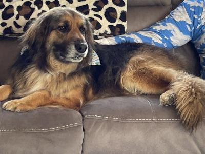 German Shepherd x Golden Retriever in Wexford