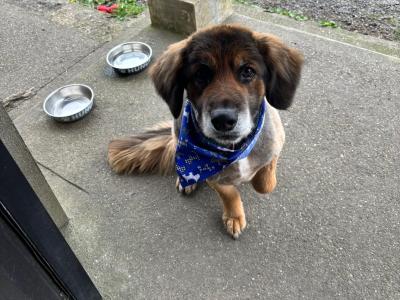 German Shepherd x Golden Retriever in Wexford