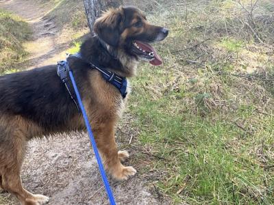 German Shepherd x Golden Retriever in Wexford