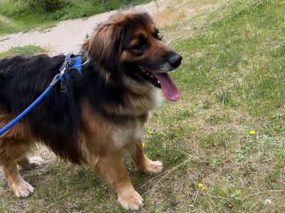 German Shepherd x Golden Retriever in Wexford