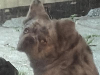 Hairy French Bulldog for stud in Wexford