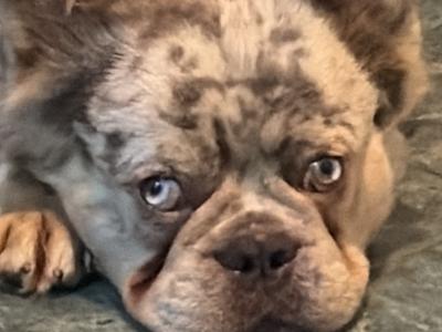 Hairy French Bulldog for stud in Wexford