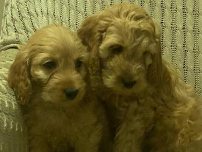 Cockapoo puppies for sale in Kilkenny