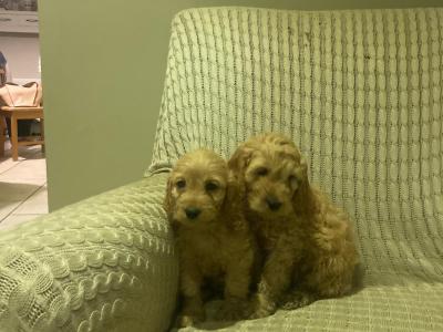 Cockapoo puppies for sale in Kilkenny