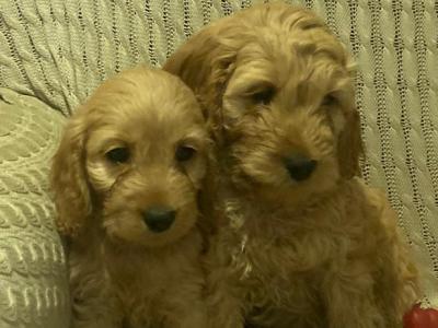 Cockapoo puppies for sale in Kilkenny