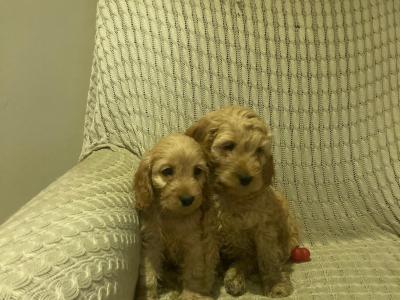 Cockapoo puppies for sale in Kilkenny