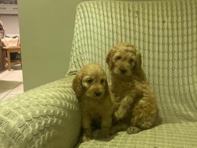 Cockapoo puppies for sale in Kilkenny