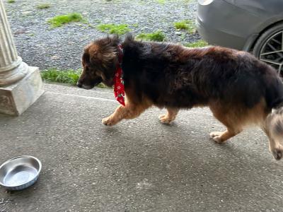 German Shepherd x Golden Retriever in Wexford