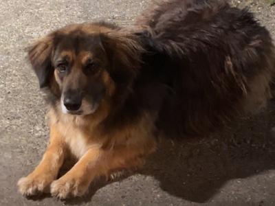 German Shepherd x Golden Retriever in Wexford
