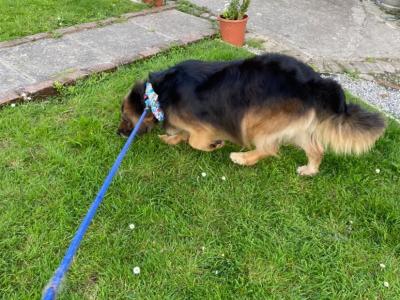 German Shepherd x Golden Retriever in Wexford