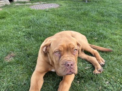 Female Dogue De Bordeaux puppy 4 months old for sale in Longford
