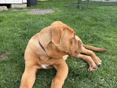 Female Dogue De Bordeaux puppy 4 months old for sale in Longford