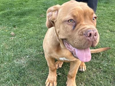Female Dogue De Bordeaux puppy 4 months old for sale in Longford