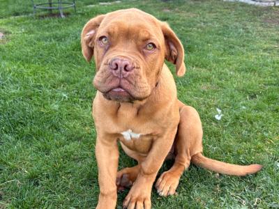 Female Dogue De Bordeaux puppy 4 months old for sale in Longford