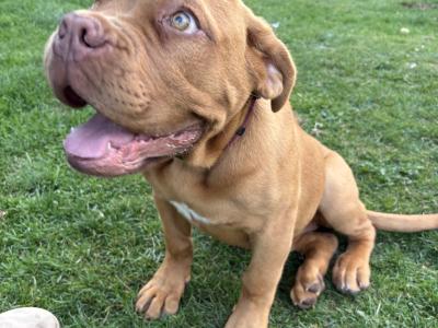 Female Dogue De Bordeaux puppy 4 months old for sale in Longford