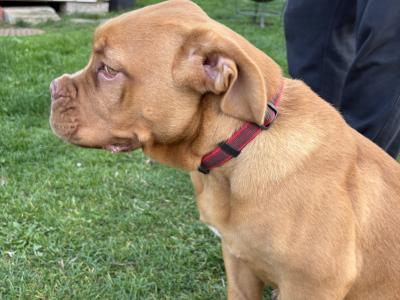 Female Dogue De Bordeaux puppy 4 months old for sale in Longford