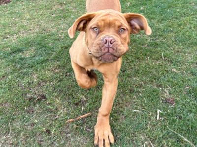 Female Dogue De Bordeaux puppy 4 months old for sale in Longford