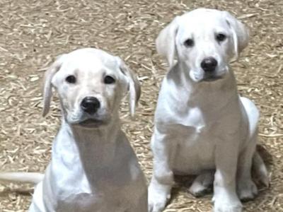 Labrador puppies in Offaly